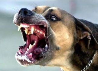 पिसाळलेल्या मोकाट कुत्र्यांचा साखरखेर्ड्यात धुमाकूळ : अनेक जण रुग्णालयात भर्ती, ग्रामपंचायत प्रशासन अनभिज्ञ