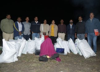 मलकापूर पांग्रा येथे तुरीच्या शेतात गांजाची लागवड, साडेबारा लाखाचा गांजा जप्त एकास अटक, स्थागुशा, साखरखेर्डा पोलीसांची संयुक कामगिरी