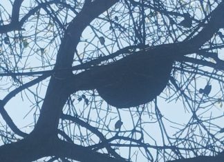 आठवडी बाजारात आग्या मोहळाचा धुमाकूळ व्यापाऱ्यासह ग्राहकांची तारांबळ, अनेकांना केला दंश दोघांनी वाचवले प्राण