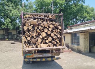 पोलीसांनी अवैध लकडी भरलेला आयशर पकडला वनविभागाची अब्रू चव्हाटय़ावर!